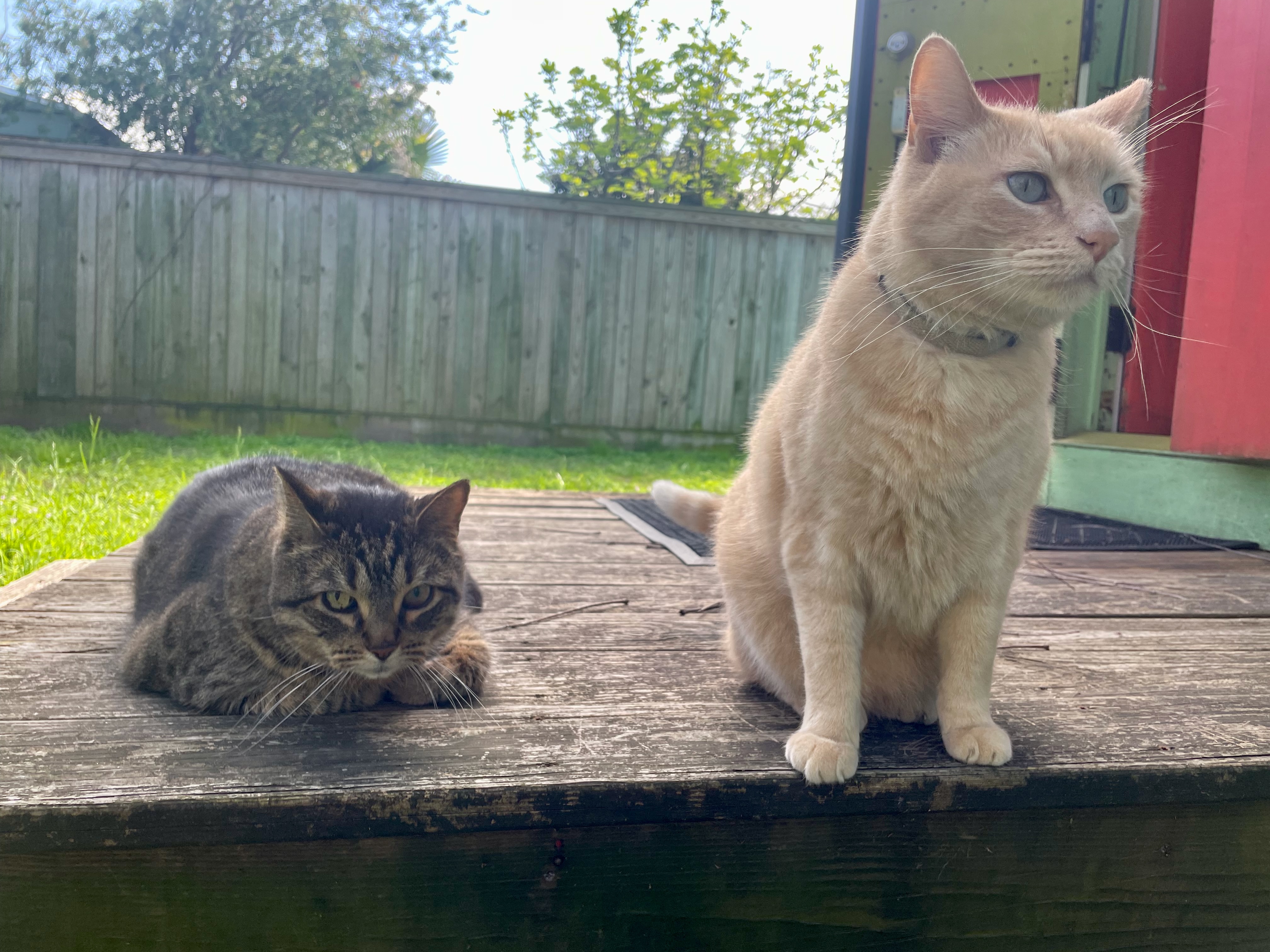 Buddy and Otter sitting together on the back porch.