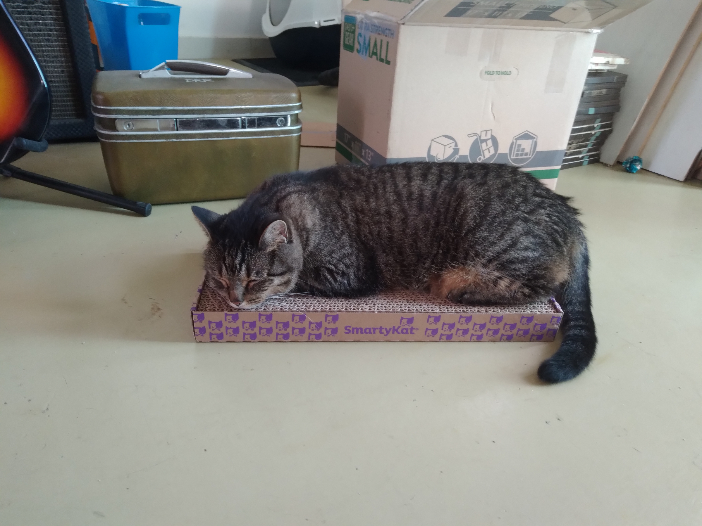 Buddy sleeping on his new scratcher