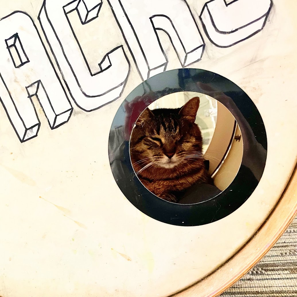 Buddy the cat in the bass drum.