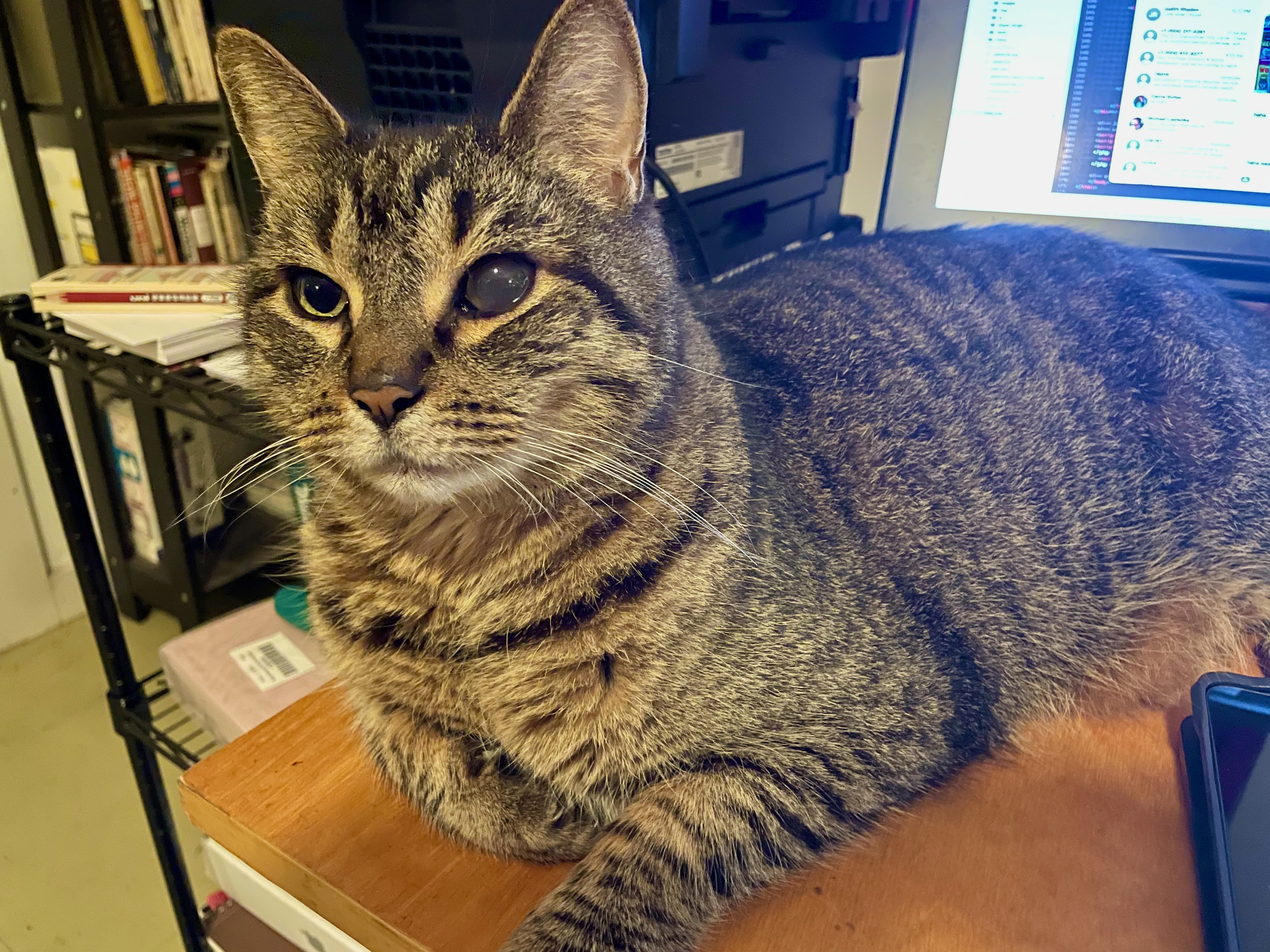 Buddy the cat's cloudy eye.
