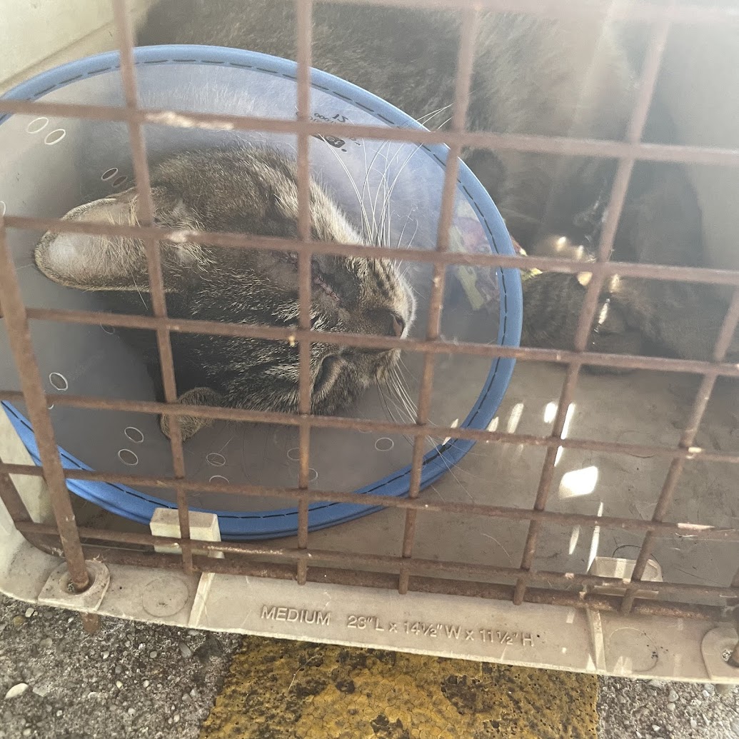 Buddy coming home from surgery, asleep in his crate.