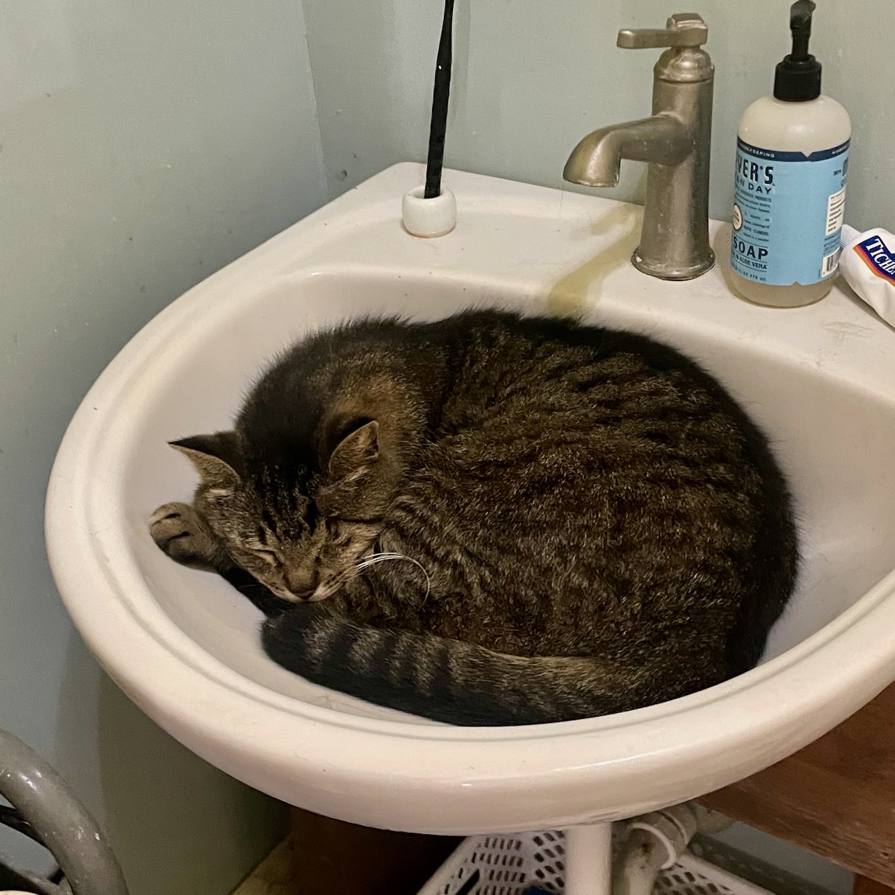 Buddy took to sleeping in the bathroom sink for two days.