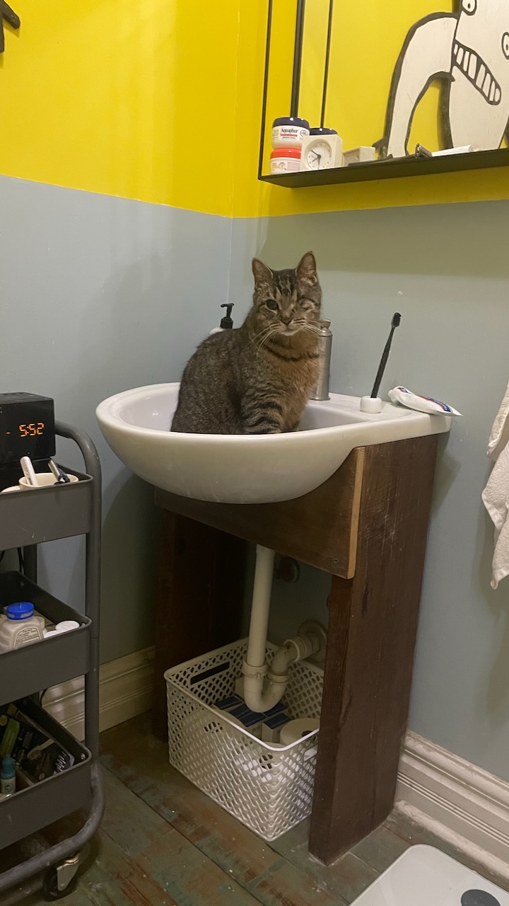 Buddy in the bathroom sink