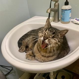 Buddy took to sleeping in the bathroom sink for two days.