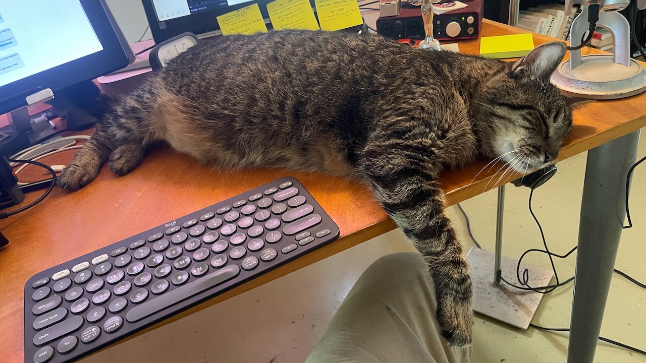 Boudreaux napped on my desk.