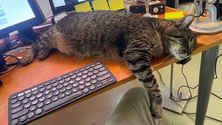 Boudreaux napped on my desk.