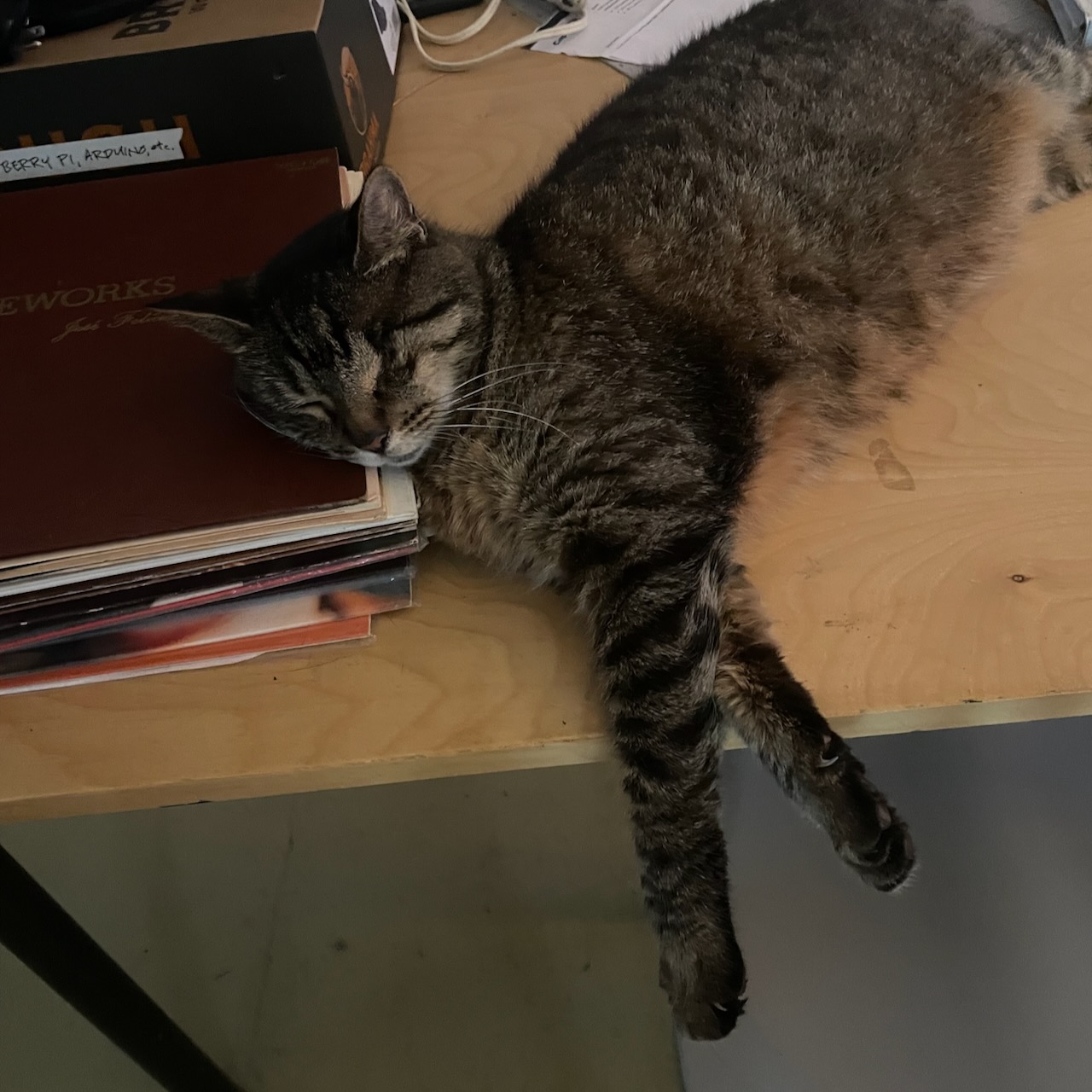 Buddy napped on a stack of records.