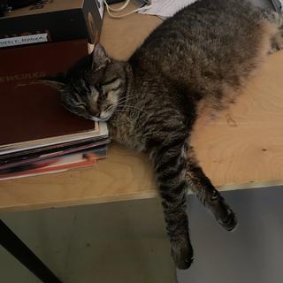 Buddy napped on a stack of records.