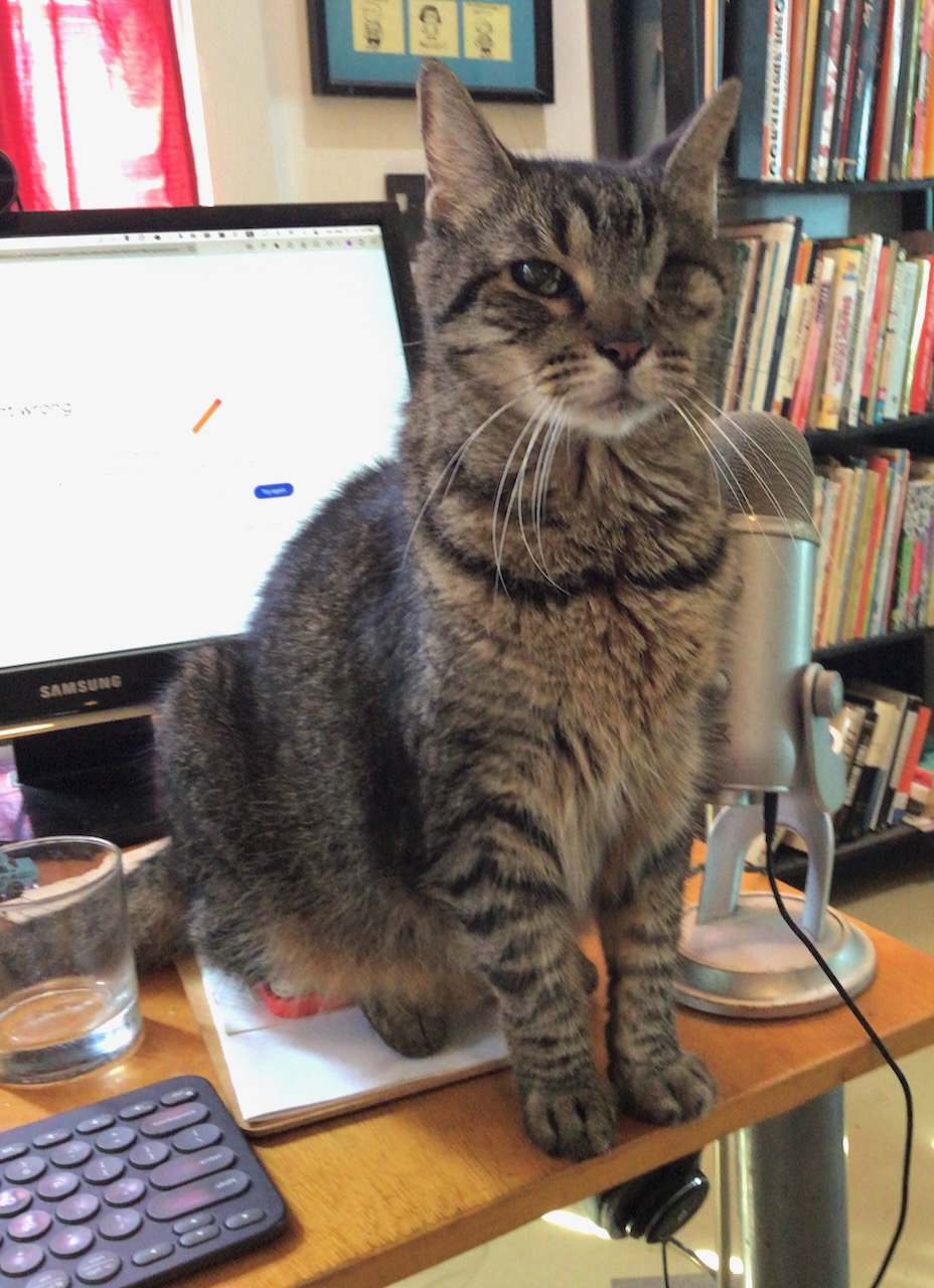 Buddy sat on the desk, as usual.
