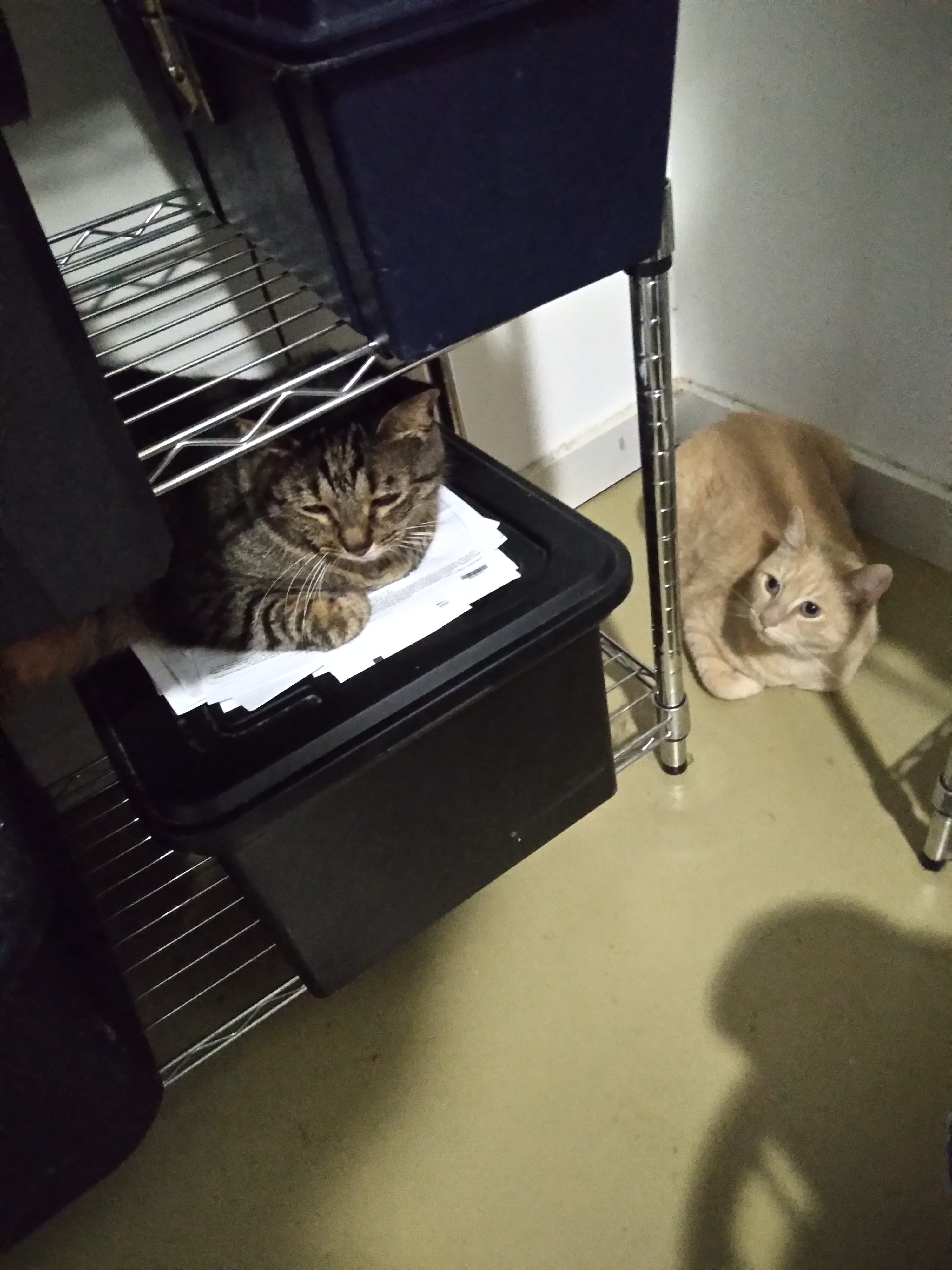 Buddy and Otter the neighbor cat on my office shelves.