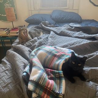 Buddy and Shadow shared the bed on a cold morning.