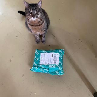 Buddy thought a package of books was food.