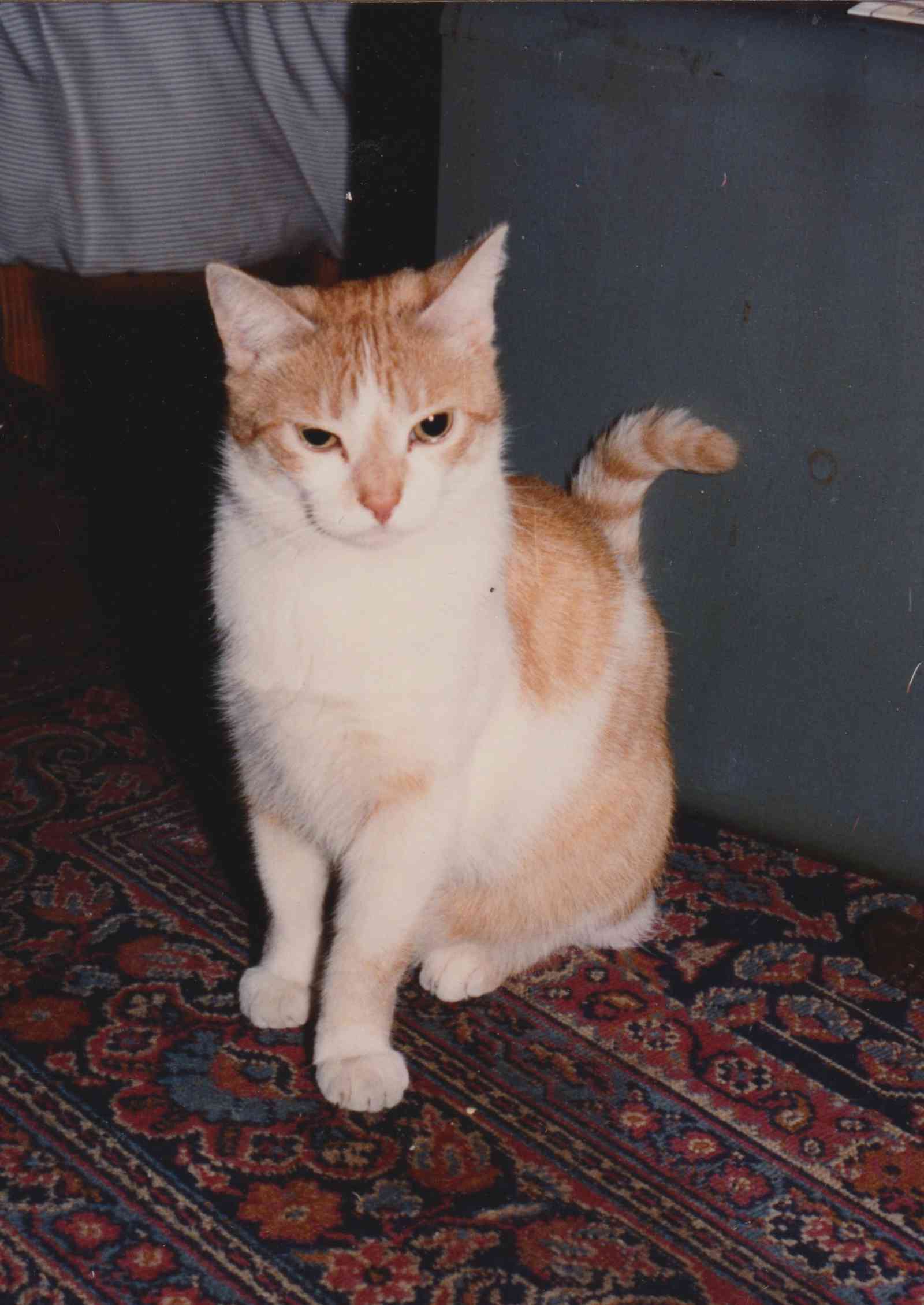 Jack the Cat Jack the Cat