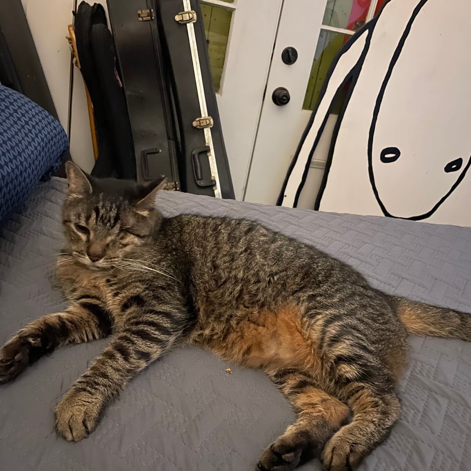 My big tabby Buddy relaxing in front of a big painting that isn't fully in view