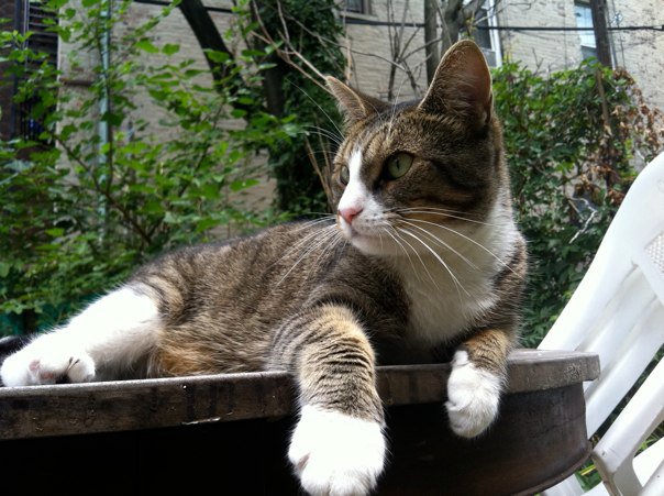 Sally on the yard table at 181 Irving Avenue