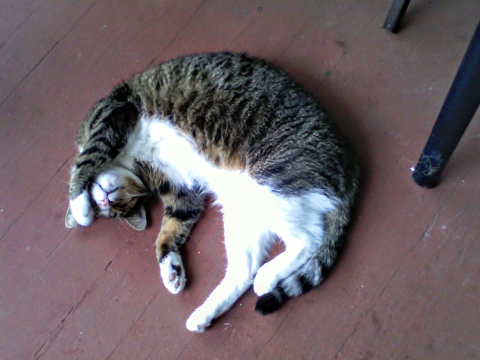 David Rhoden's cat Sally doing a facepalm, Orchid Avenue, New Orleans, July 20, 2014.