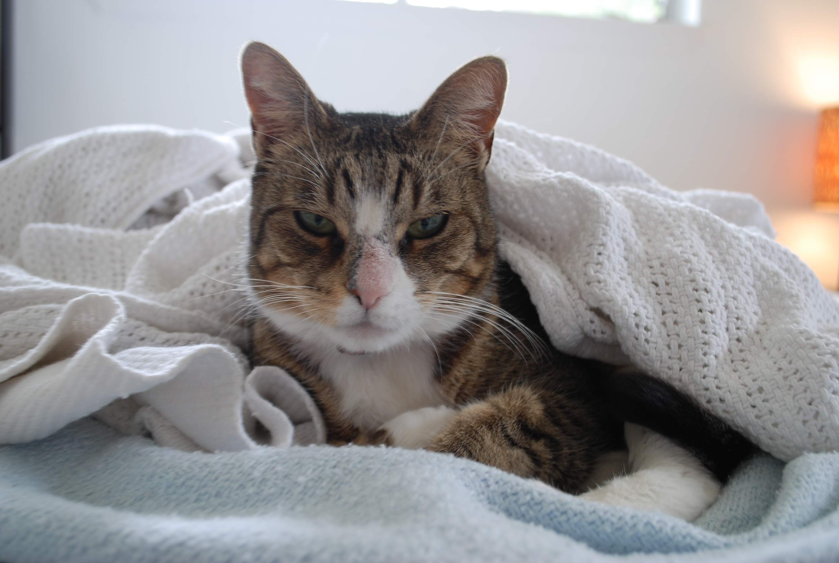 Sally got in the blankets.