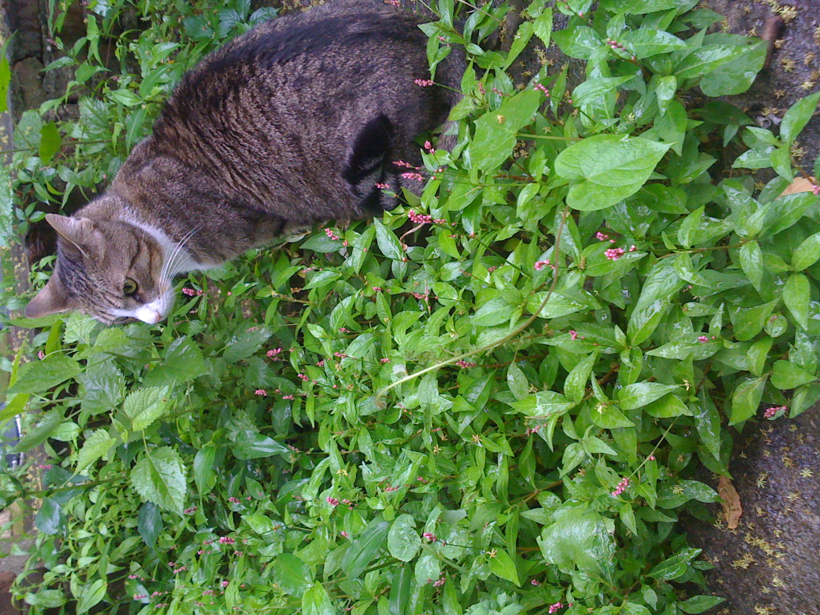 Sally enjoyed our yard in Bushwick.