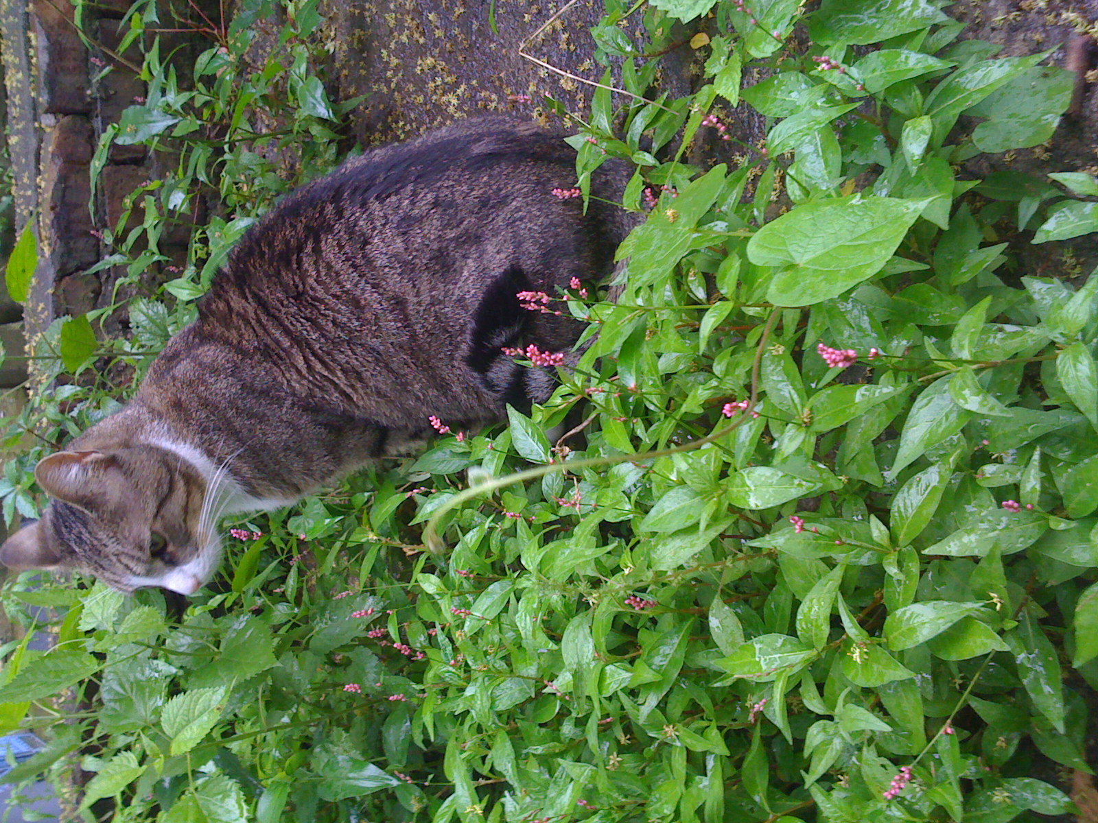 Sally enjoyed our yard in Bushwick.