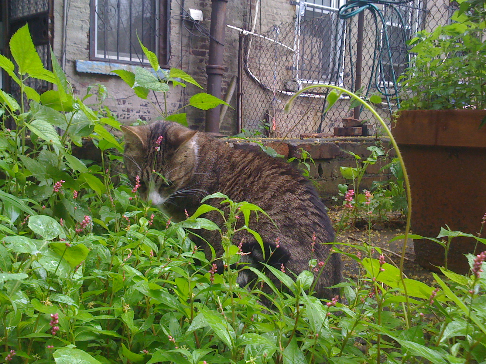 Sally enjoyed our yard in Bushwick.