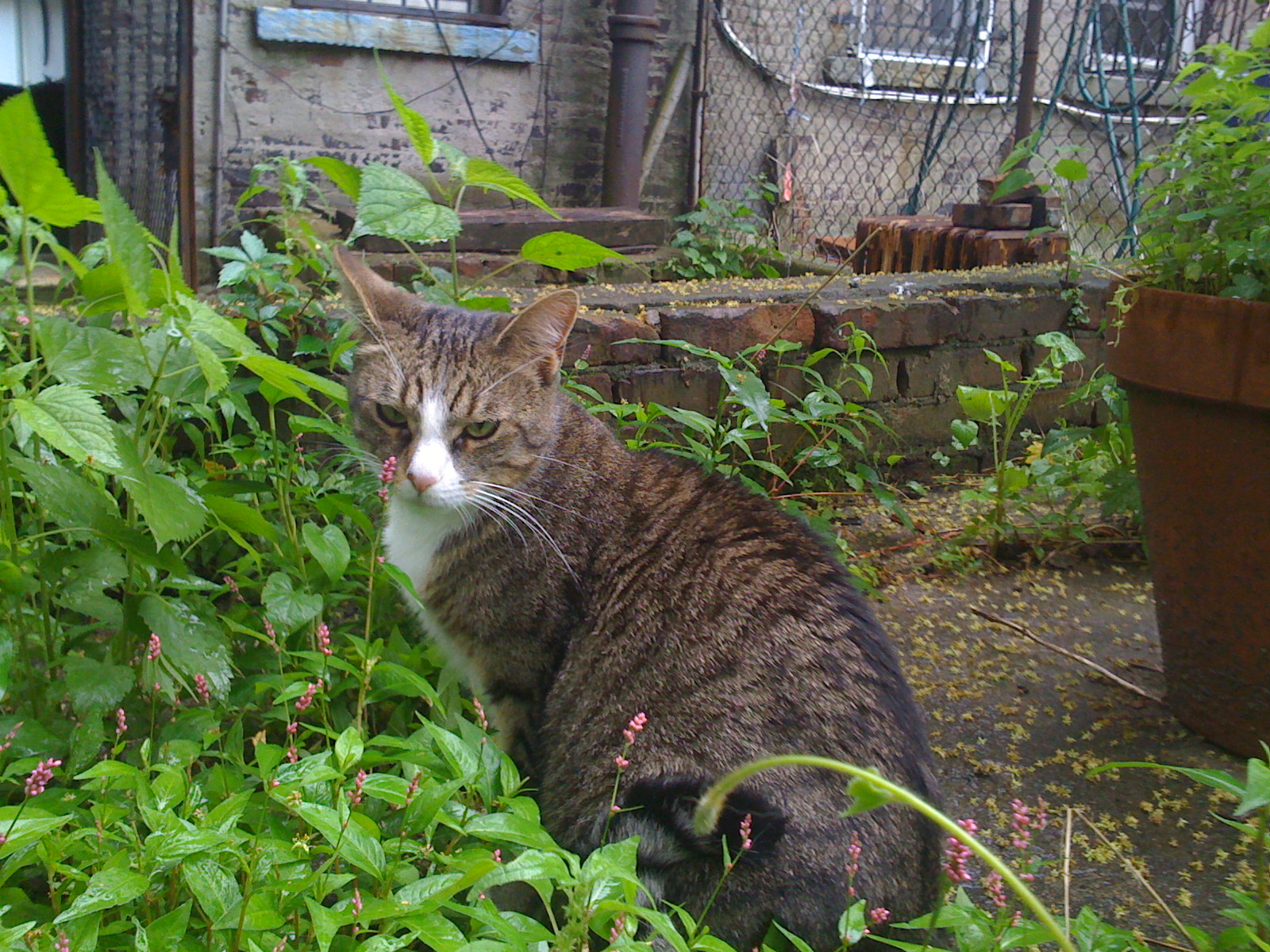 Sally enjoyed our yard in Bushwick.