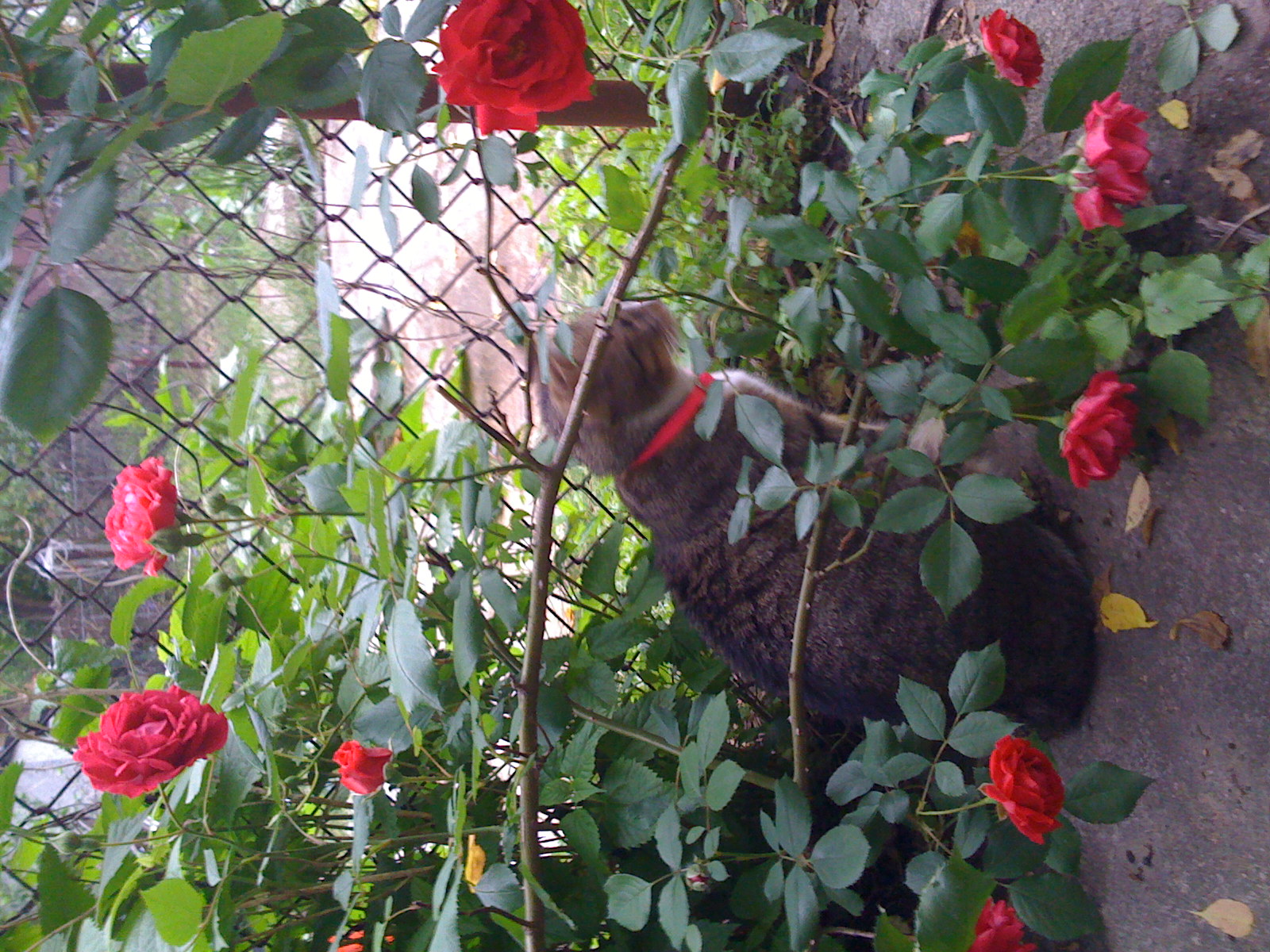 Sally sitting in the roses. 181 Irving Avenue.