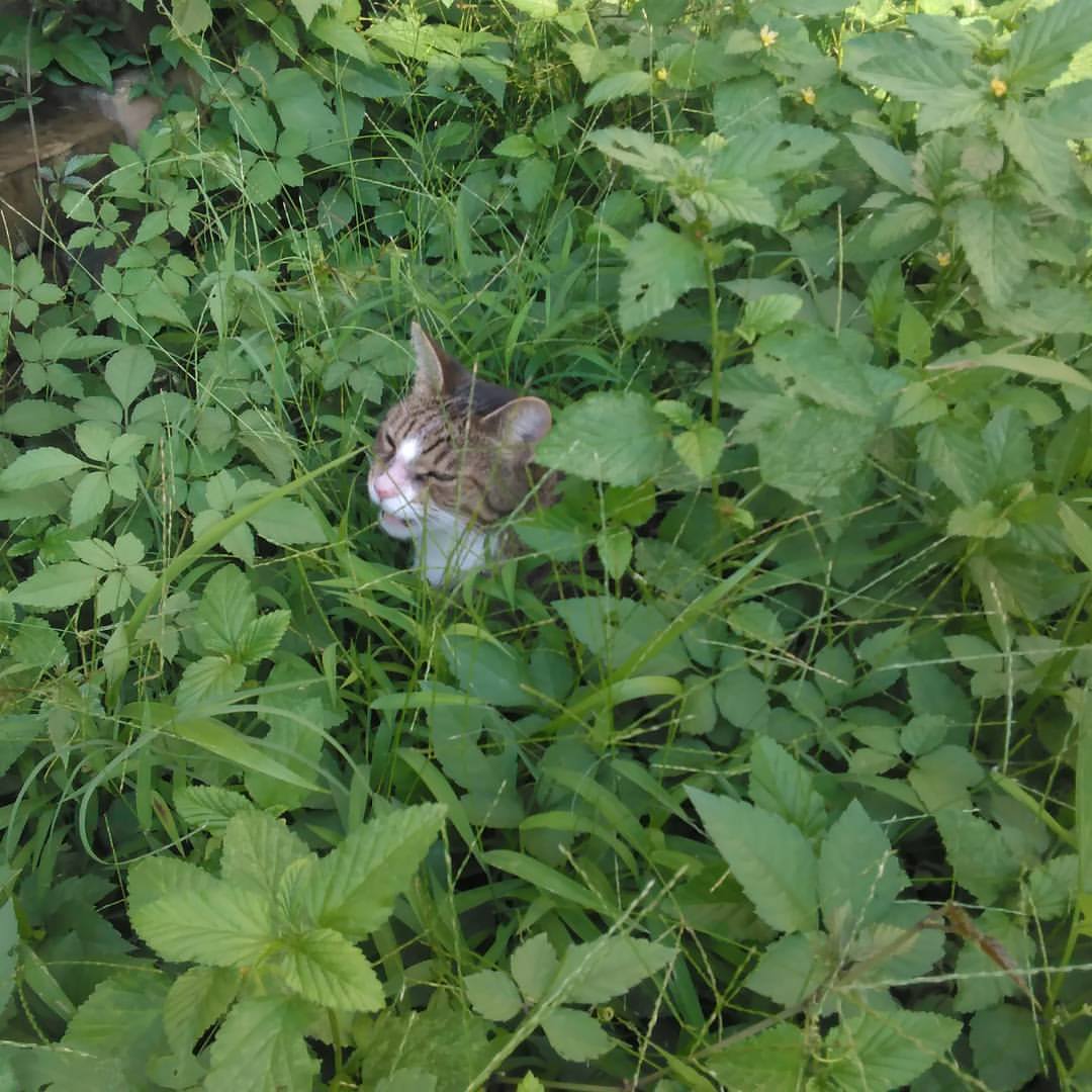 Sally in weeds
