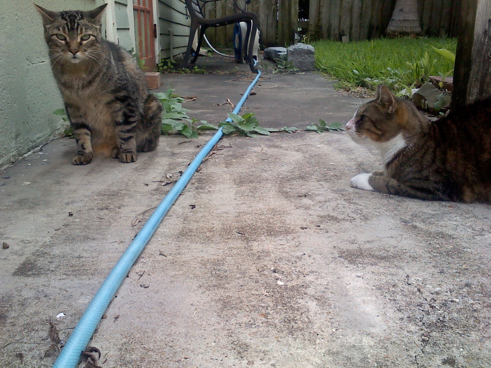 Sally made friends with a three-legged cat neighbor.