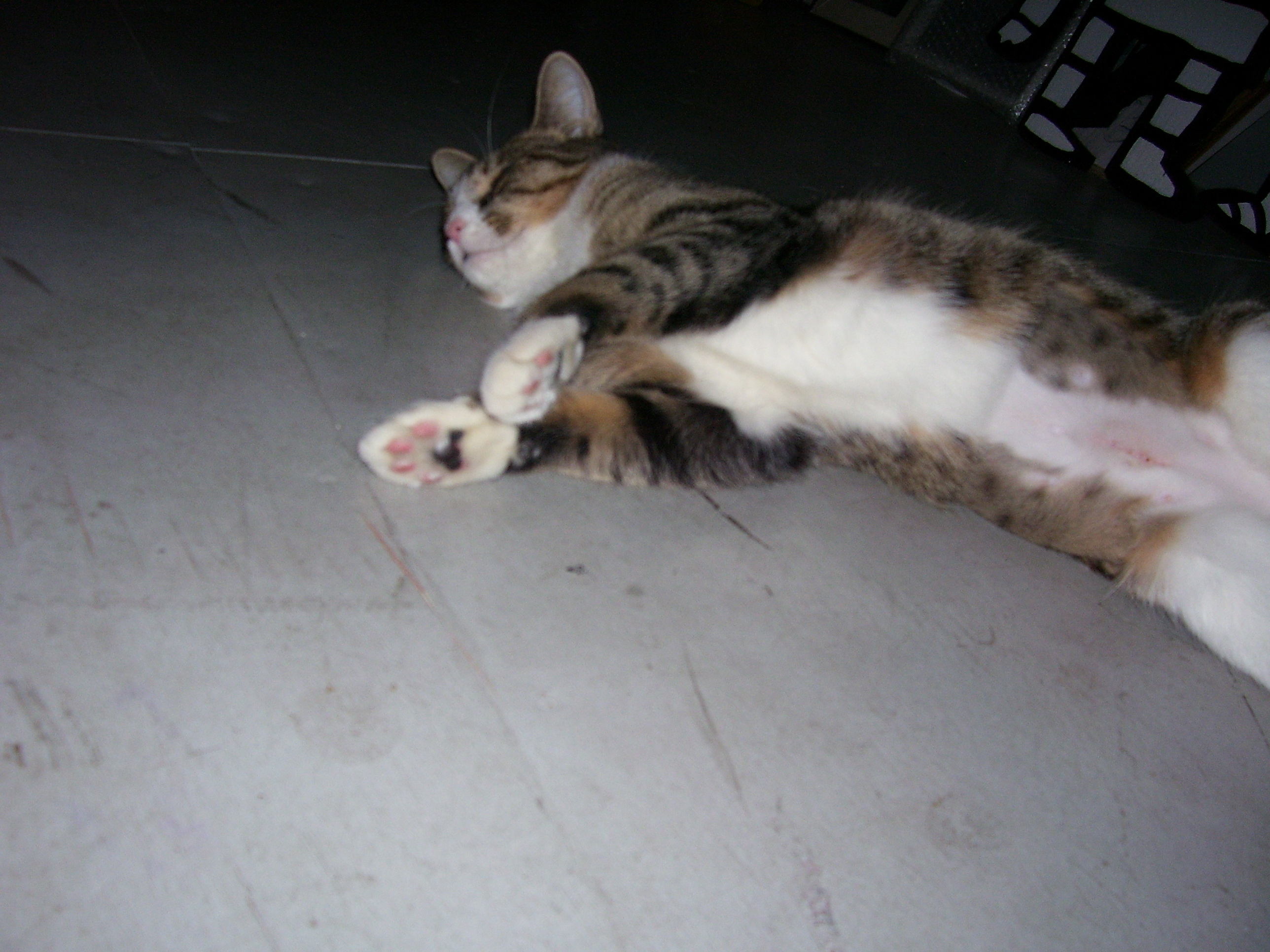 Sally stretched on our plywood floor.