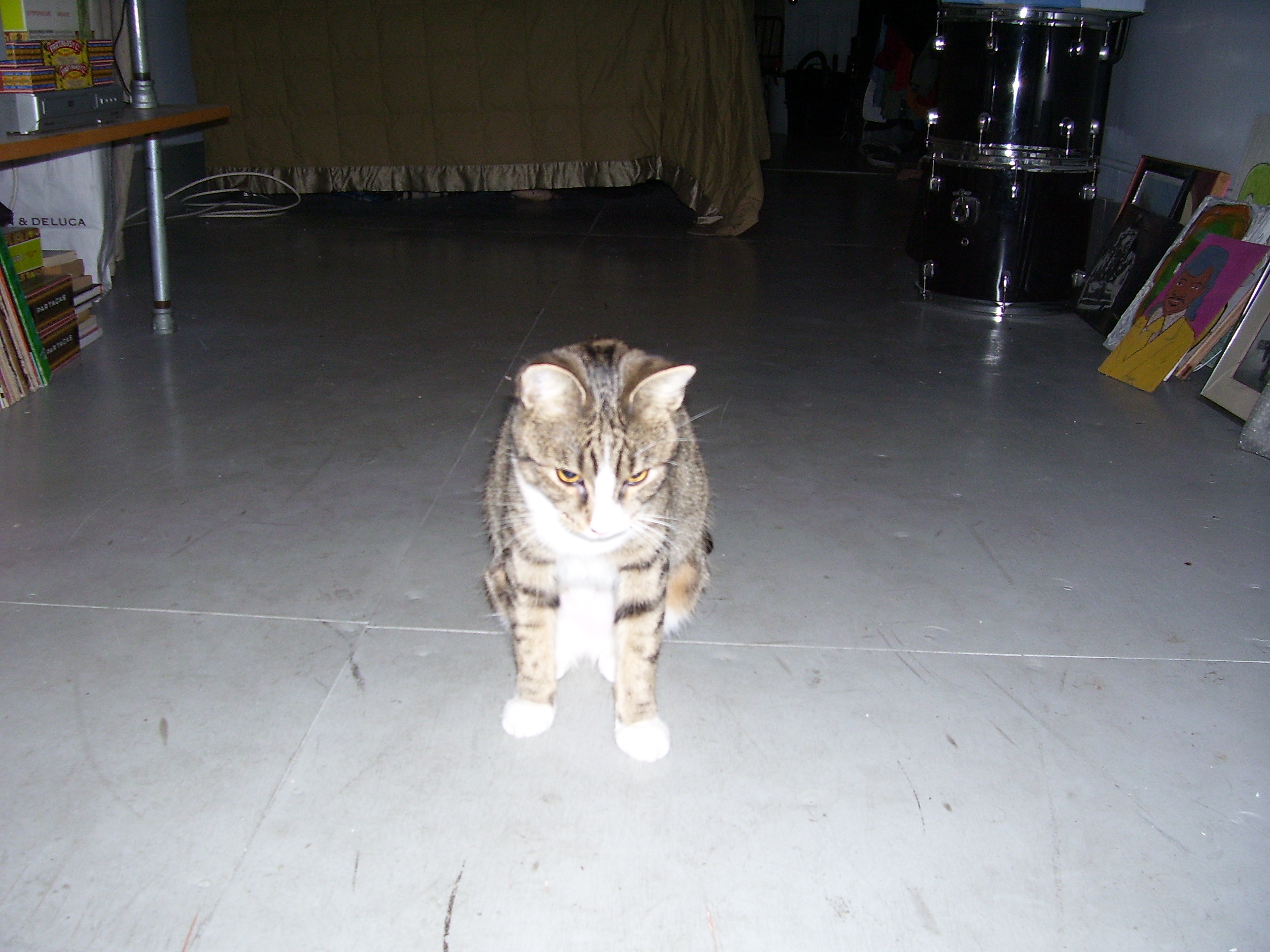 Sally stretched on our plywood floor.