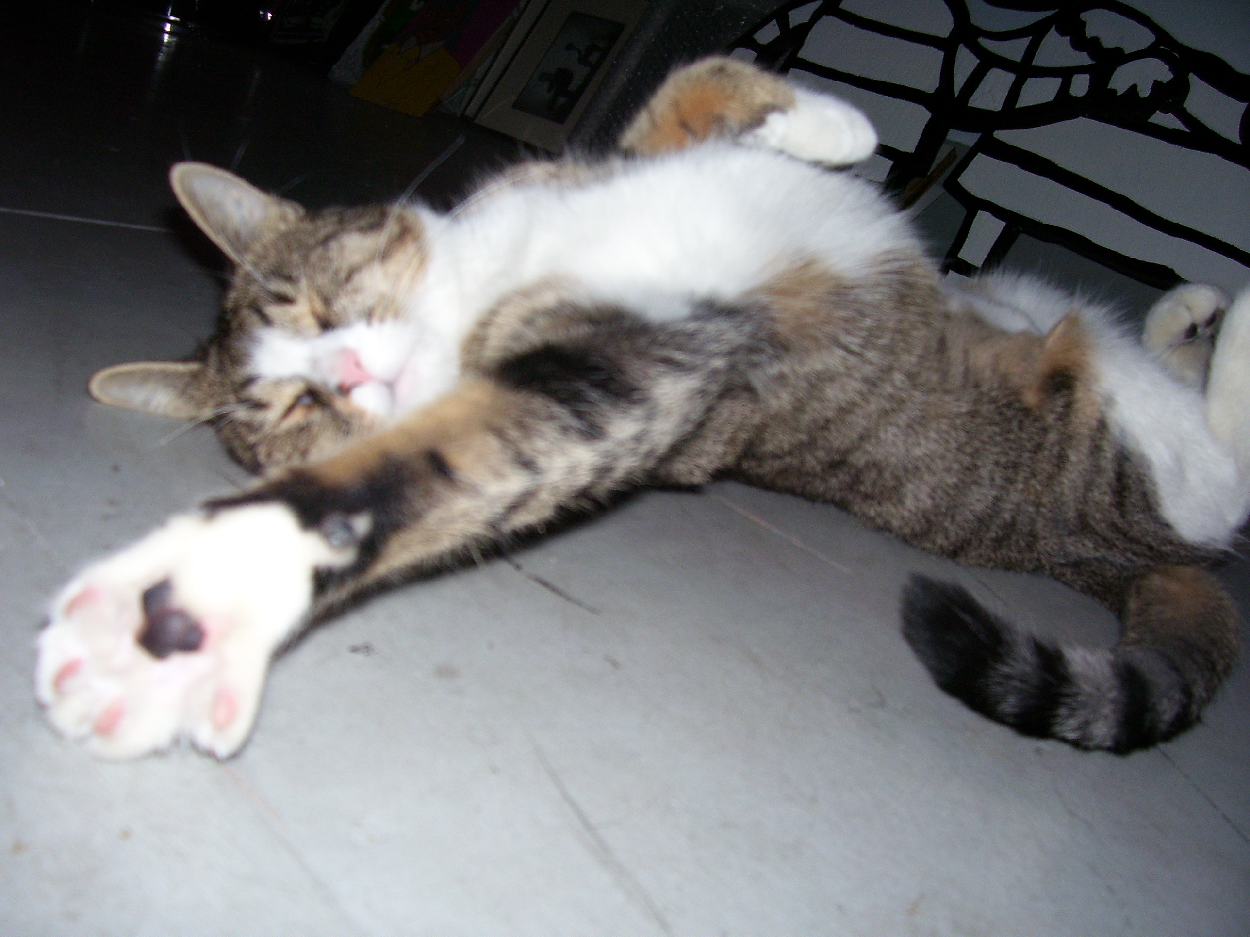 Sally stretched on our plywood floor.