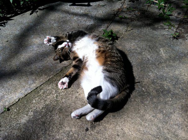 Sally stretching in the backyard