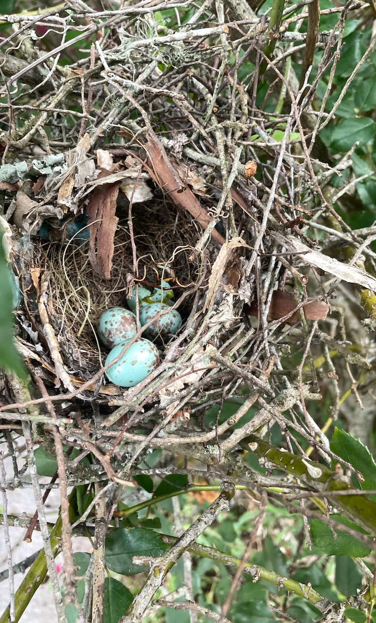 The bird's nest she was sitting in, with eggs (blue eggs with goldish brown spots)