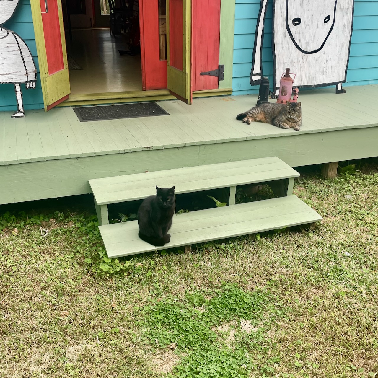 Buddy and Shadow (two cats) posed for their school pictures.