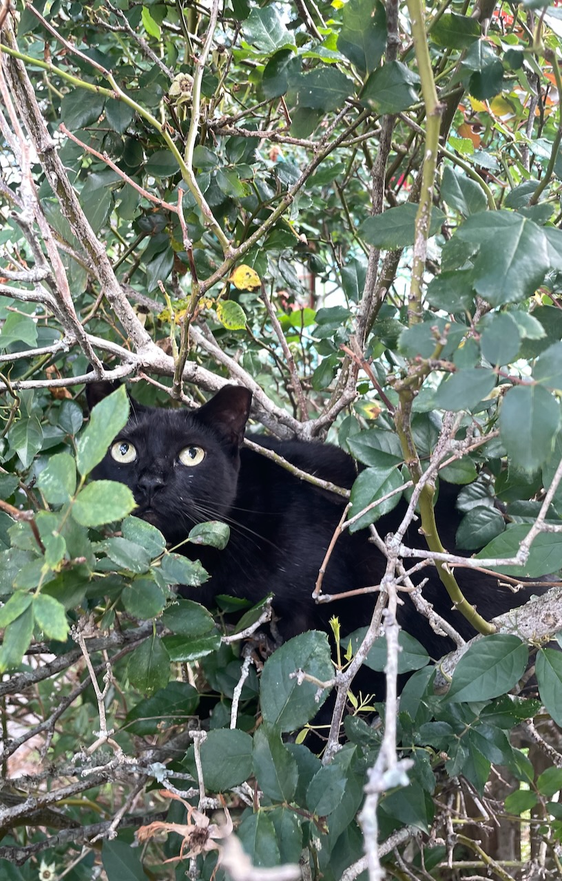 My cat Shadow sitting in a rose bush