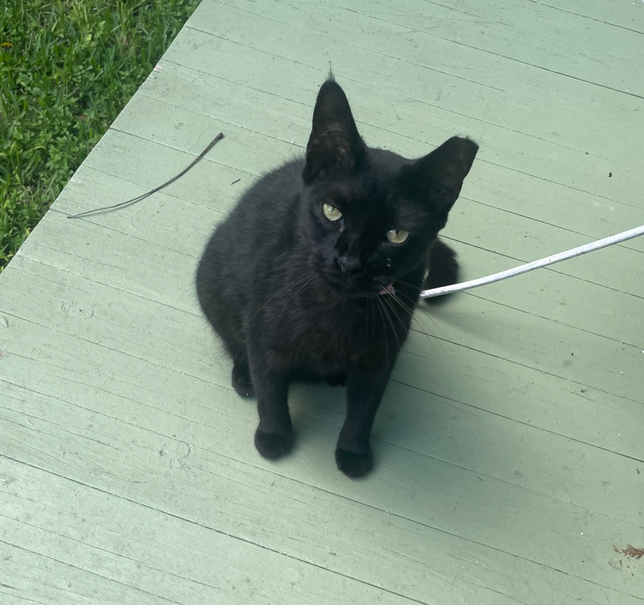 Just some pictures of Shadow, for fun.