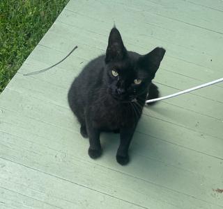 Just some pictures of Shadow, for fun.