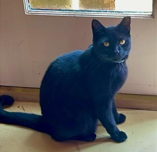 Shadow wore a collar for the first time.