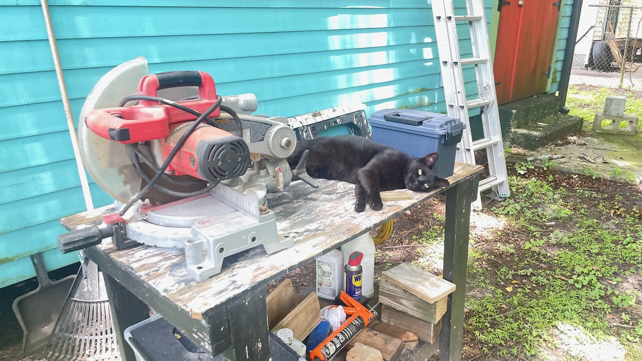 Shadow the cat with my new used chop saw.