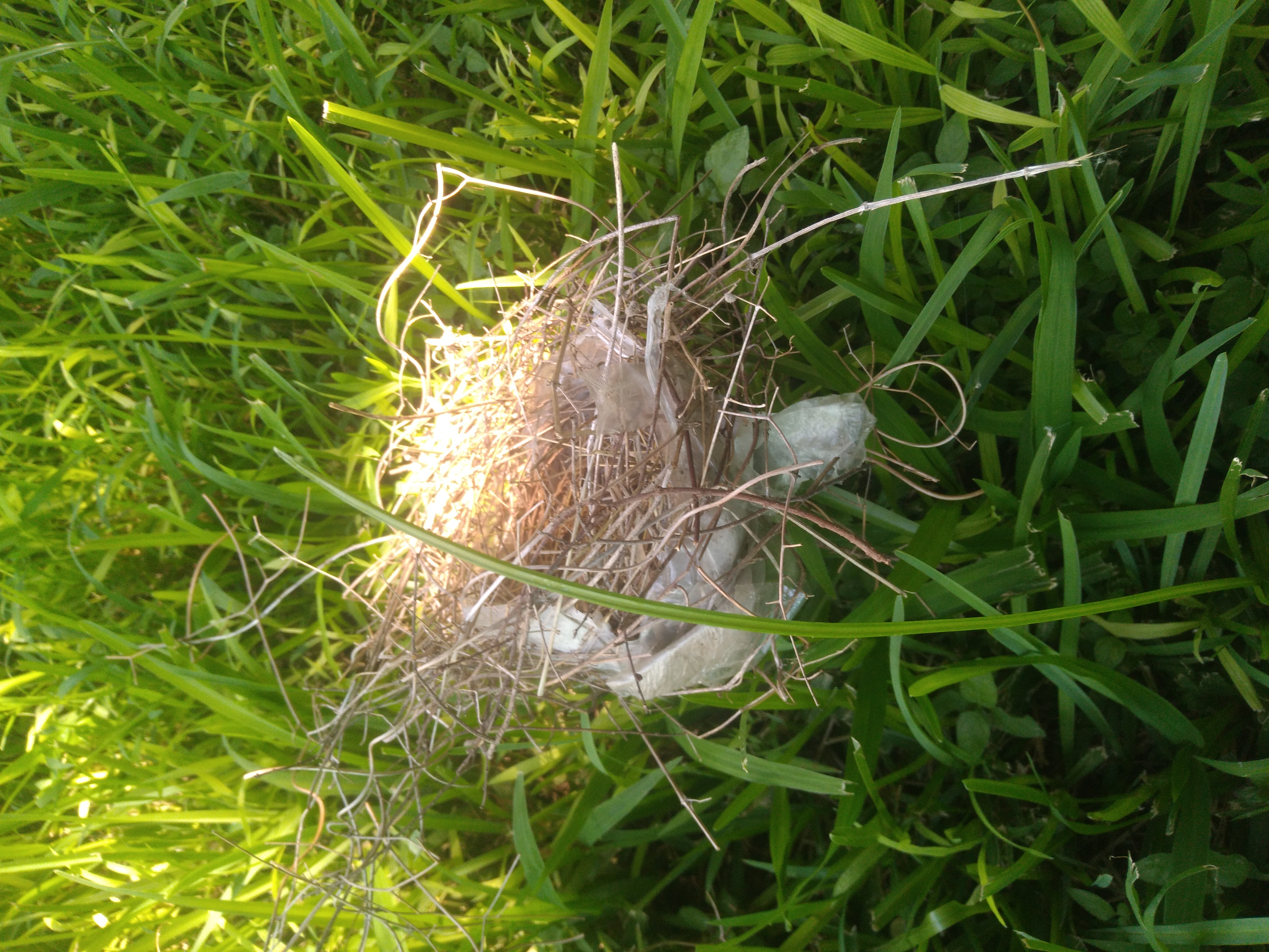 birds nest made partly of tape