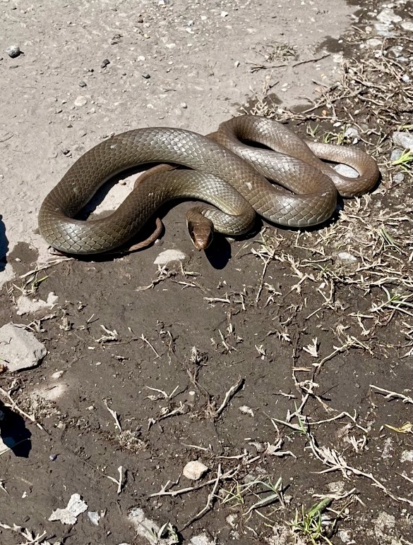 a black racer snake sunning in the road