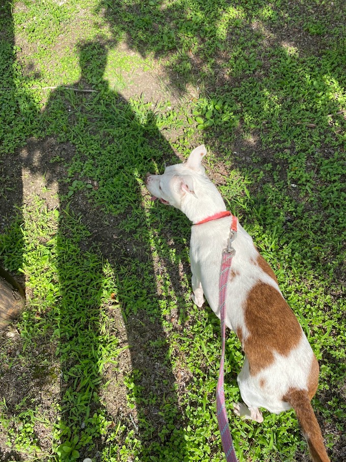 daisy on a leash