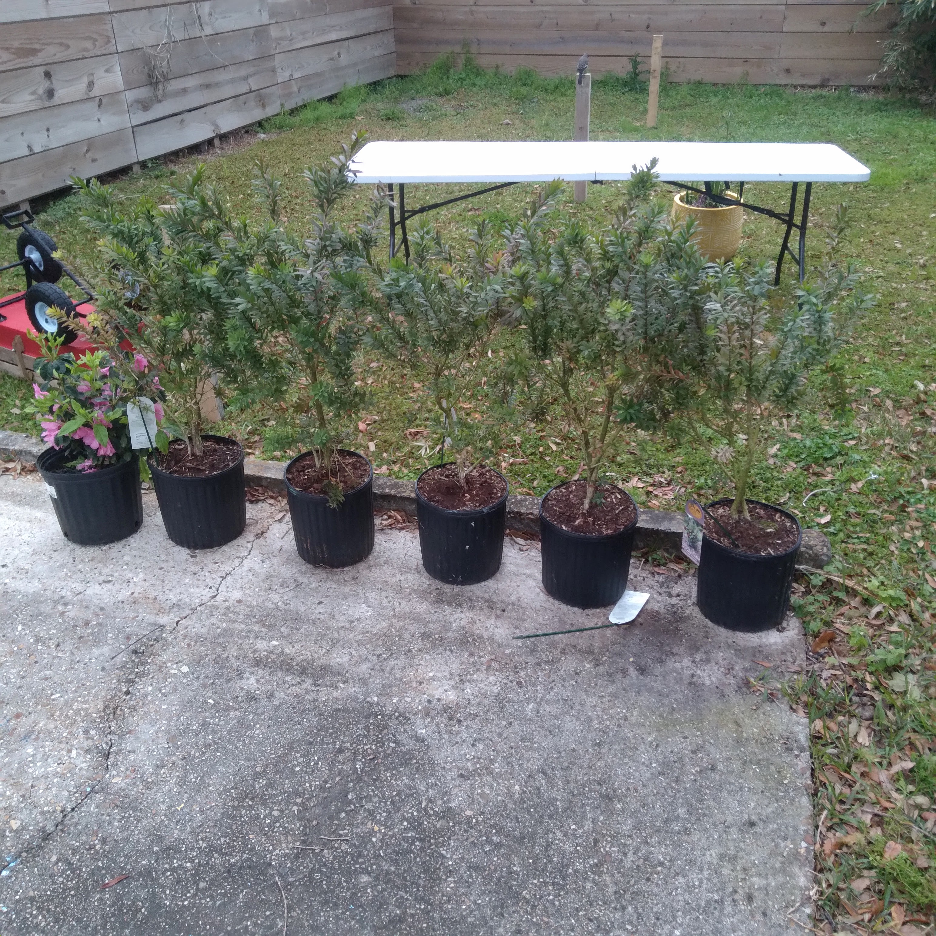 dwarf bottlebrush trees for Gina's birthday)