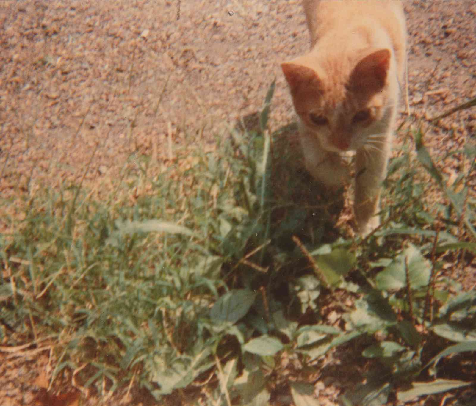 Jack the Cat in the yard