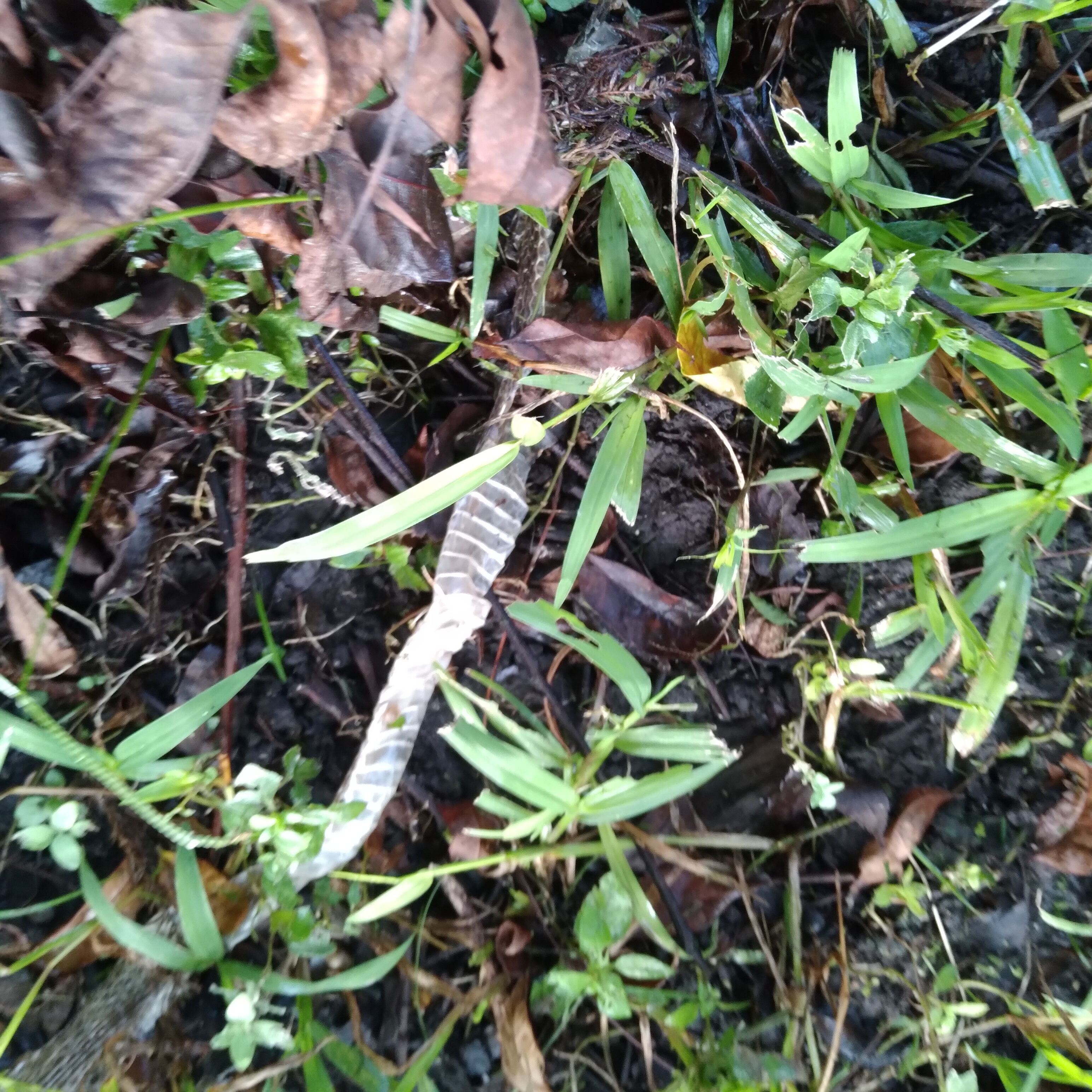 I found a shed snake skin in my fire pit.