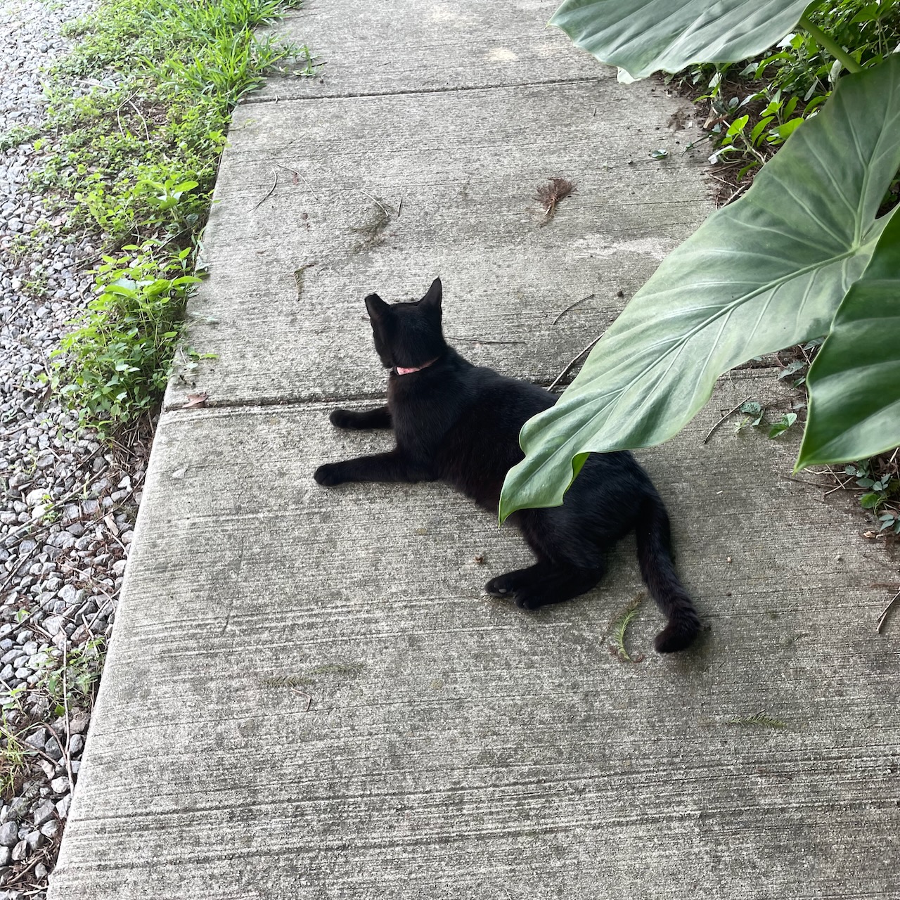 Shadow the cat watching demolition on Tricou Street, 11:51 a.m.