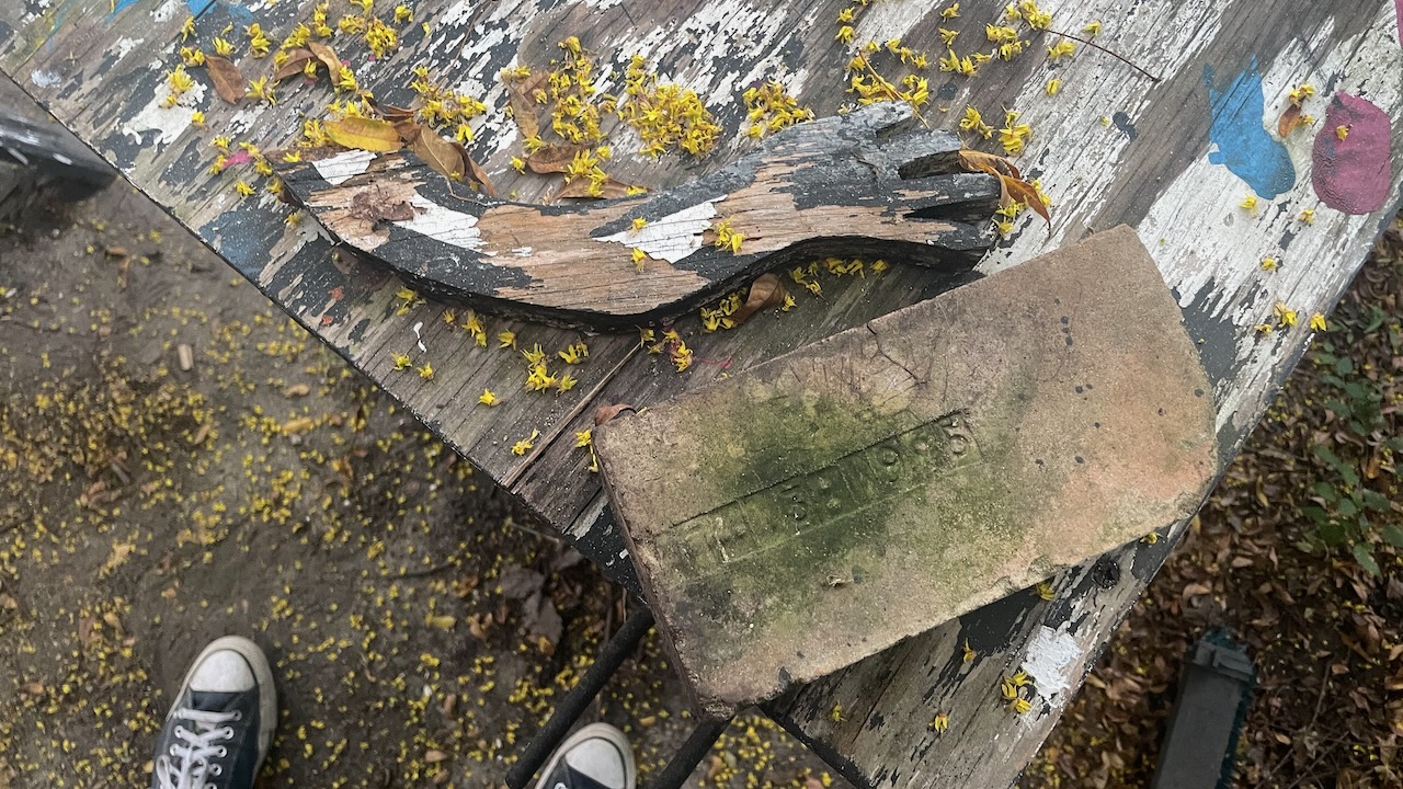 I found some weird things in my yard.